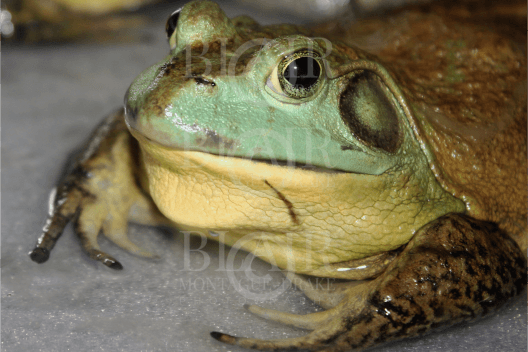 Blair Montague Drake