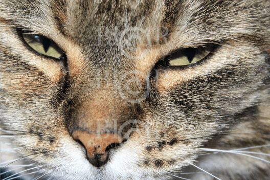 Blair Montague Drake