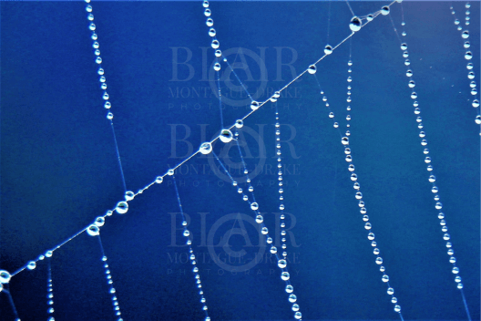 Blair Montague Drake