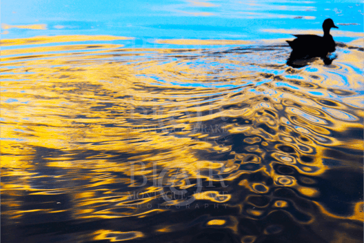 Blair Montague Drake