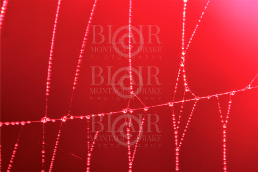 Blair Montague Drake