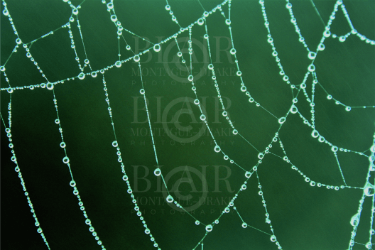 Blair Montague Drake