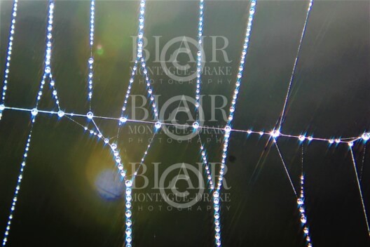 Blair Montague Drake