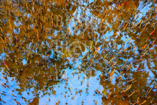 Blair Montague Drake