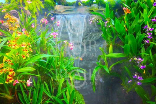 Blair Montague Drake