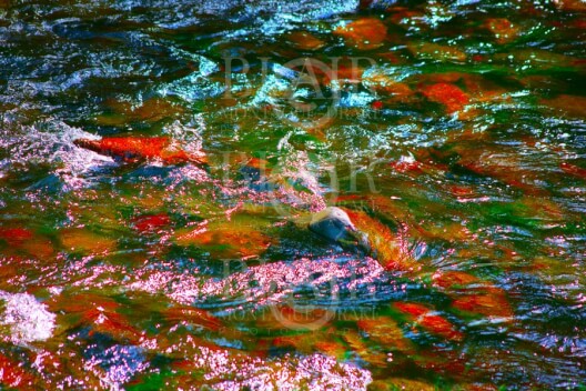 Blair Montague Drake