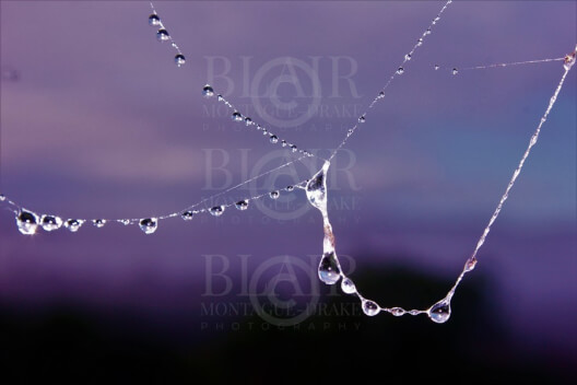 Blair Montague Drake