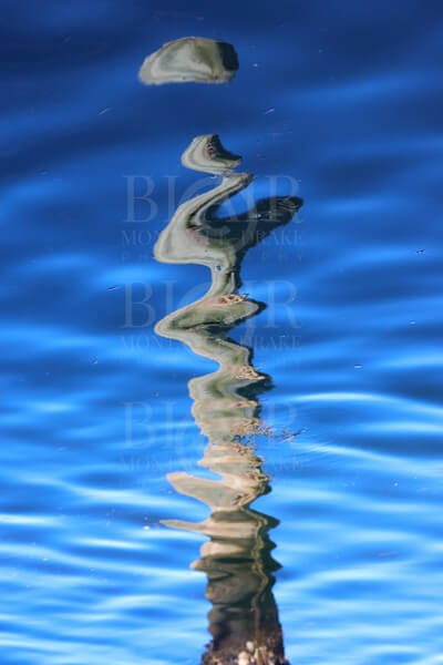 Blair Montague Drake