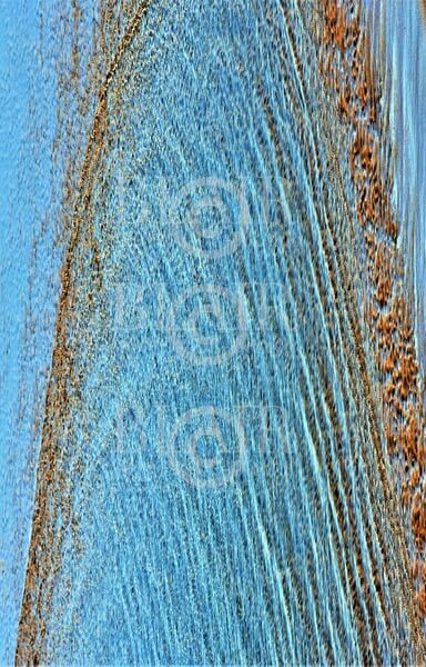 Blair Montague Drake