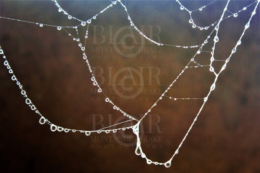 Blair Montague Drake