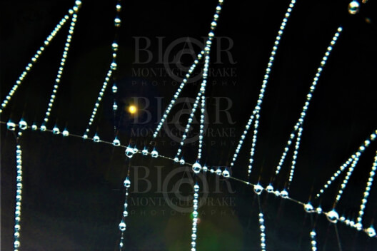 Blair Montague Drake