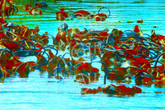 Blair Montague Drake