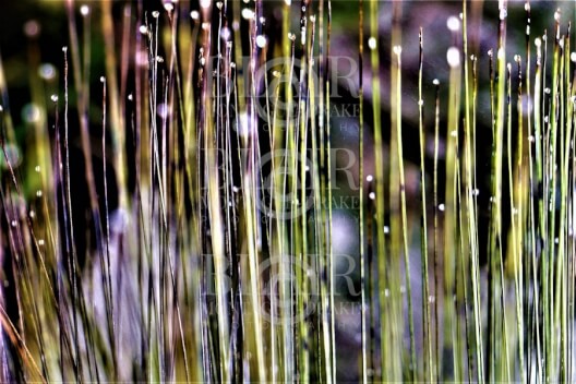 Blair Montague Drake