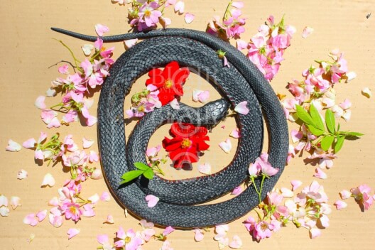 Blair Montague Drake