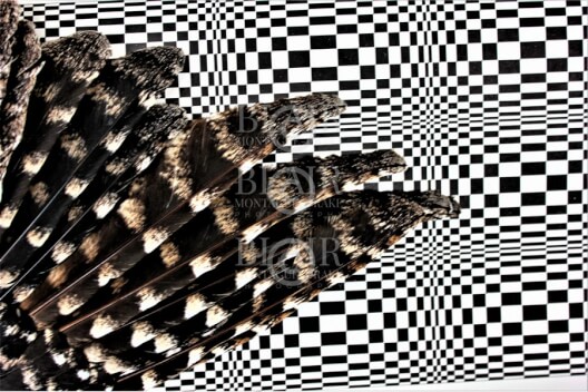 Blair Montague Drake