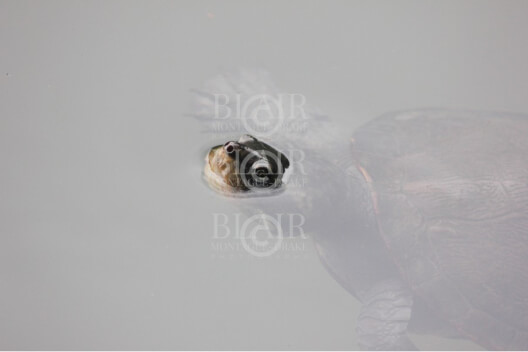 Blair Montague Drake