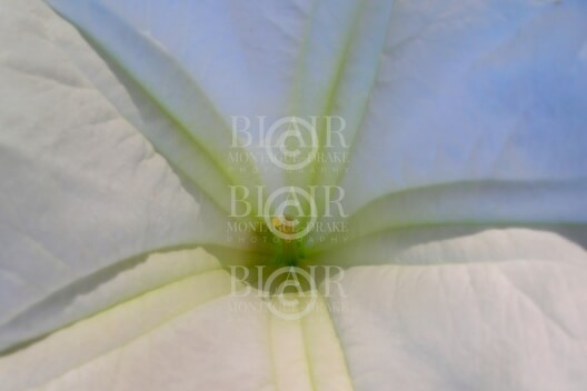 Blair Montague Drake