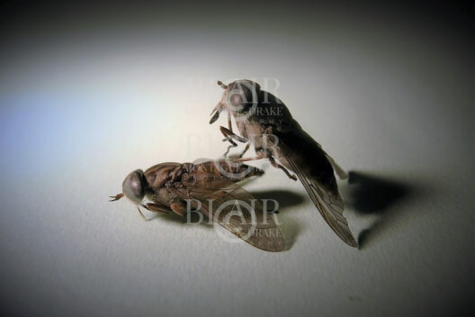 Blair Montague Drake