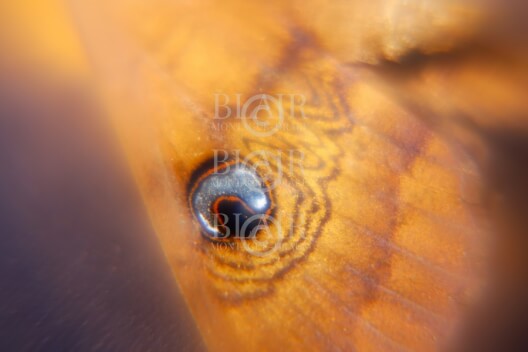 Blair Montague Drake