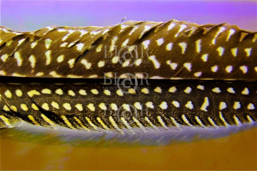 Blair Montague Drake