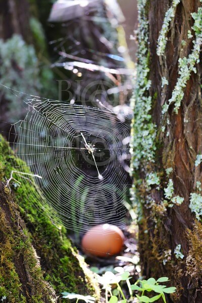 Blair Montague Drake