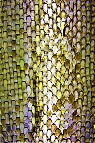 Blair Montague Drake