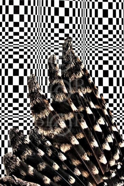 Blair Montague Drake