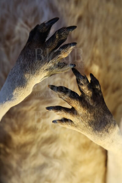 Blair Montague Drake