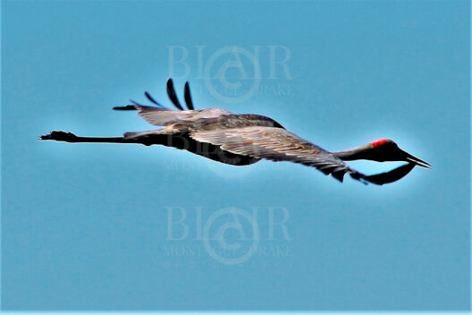 Blair Montague Drake