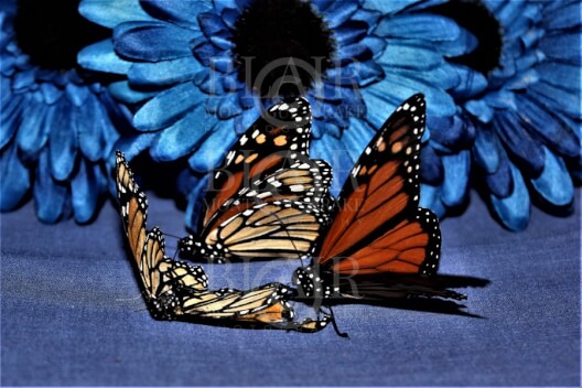 Blair Montague Drake