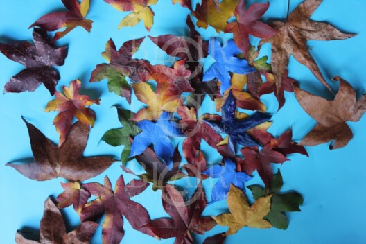 Blair Montague Drake