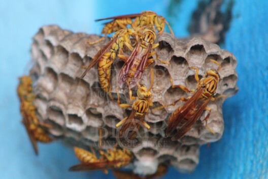 Blair Montague Drake