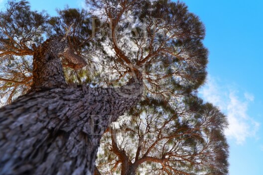 Blair Montague Drake