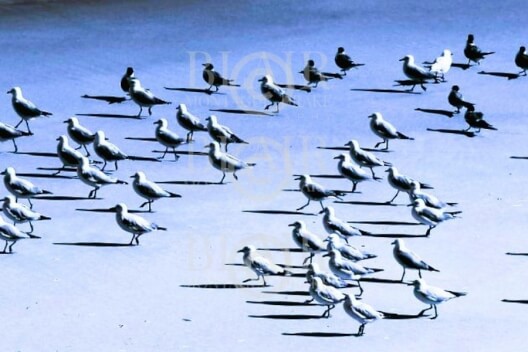 Blair Montague Drake