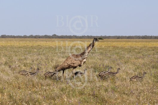 Blair Montague Drake