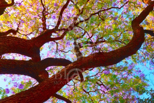 Blair Montague Drake