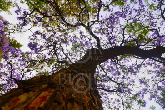 Blair Montague Drake