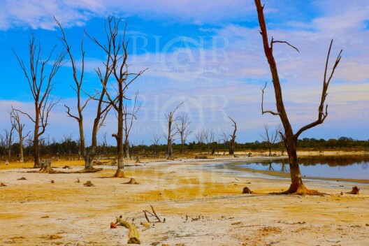 Blair Montague Drake