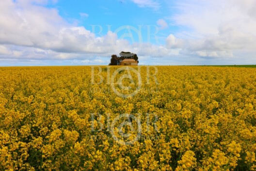 Blair Montague Drake