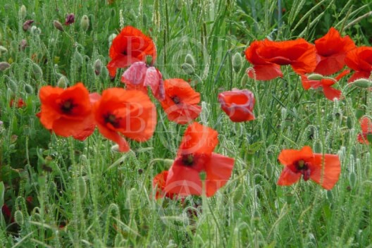 Blair Montague Drake