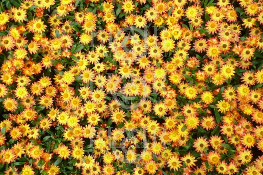 Blair Montague Drake