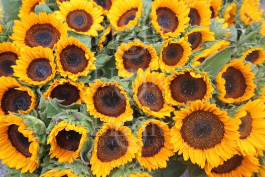 Blair Montague Drake