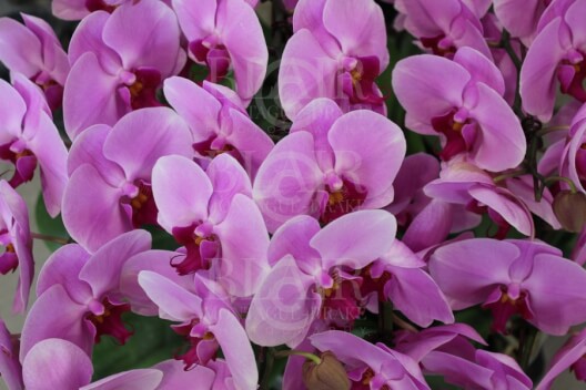 Blair Montague Drake