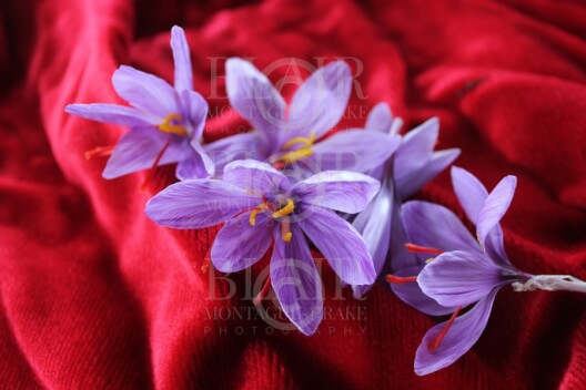 Blair Montague Drake