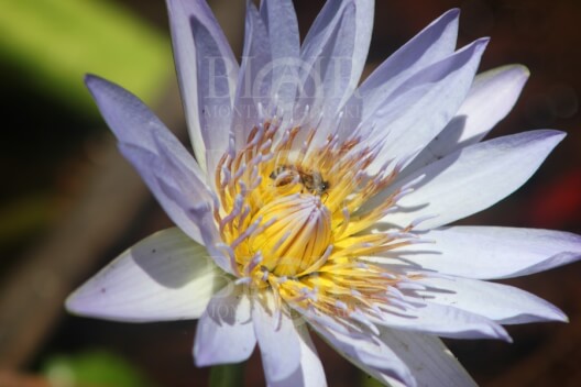 Blair Montague Drake