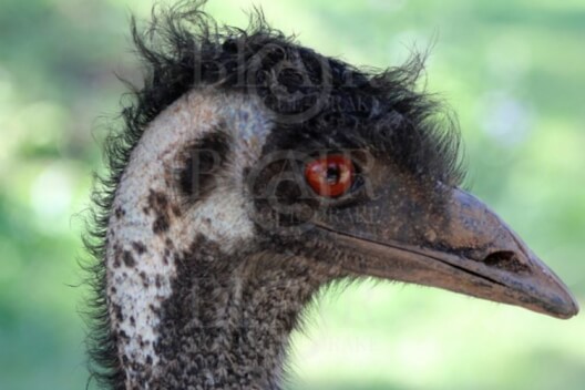 Blair Montague Drake