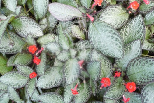 Blair Montague Drake