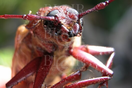 Blair Montague Drake