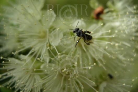 Blair Montague Drake