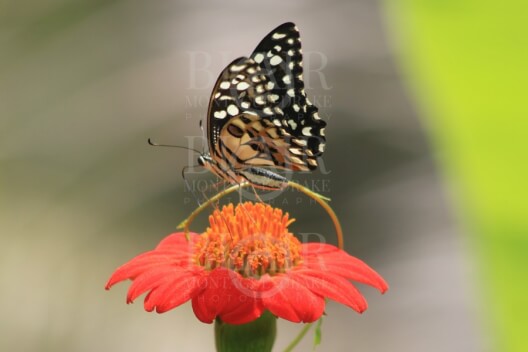 Blair Montague Drake